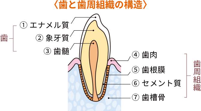 歯と歯周組織の構造