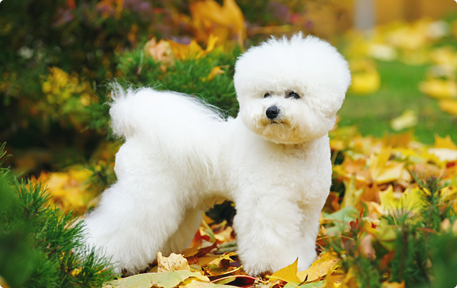 ビション・フリーゼ