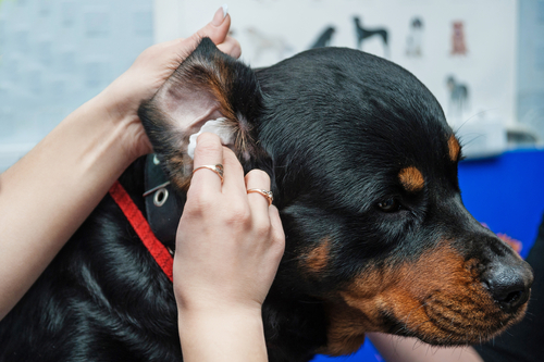 犬の耳、日頃のお手入れはほどほどに…。