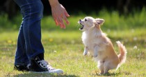 ドッグトレーナー監修｜タイプ別でみる愛犬の「吠え」のしつけ方