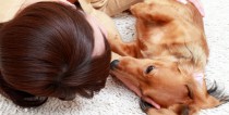 犬の生理の症状や期間って？対処方法と出血する病気との見分け方