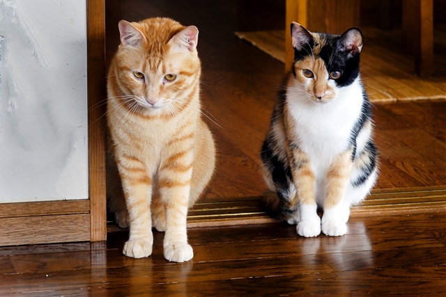 愛猫家の憧れである多頭飼いにも実は注意が必要です