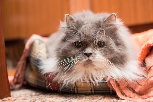 少しでも長く一緒に暮らすためには、やっぱり欠かせない動物病院での検診