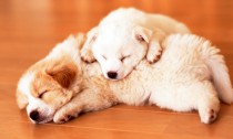 1歳になるまでの子犬は感染症に注意！年齢別正しいケアの方法