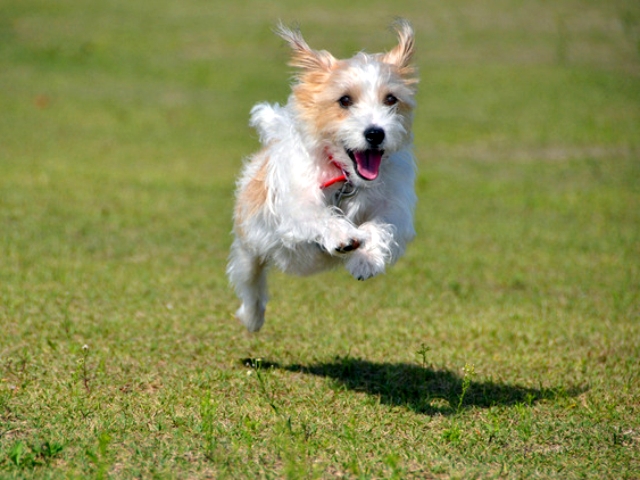 性格や行動など、愛犬をよく観察することで名付けのヒントが得られるかもしれません。