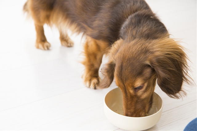 健康な皮膚つくりにおいても愛犬に人間の食べ物をあげるのはNG