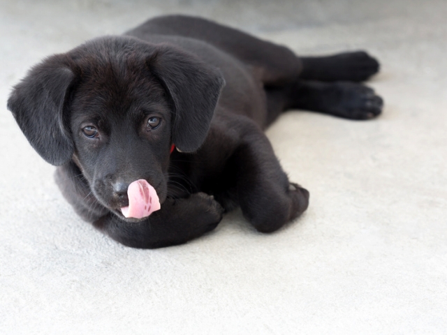 愛犬が体を舐めすぎている場合、それはストレスが原因かも