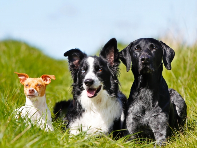 犬の皮膚のかゆみ、原因は犬種によっても様々です