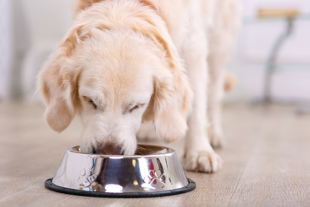 人間の食べ物を分け与える時も、日頃からお皿に盛って食べさせるようにしましょう