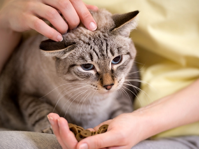 猫は環境の変化に弱いためストレスで吐くことも