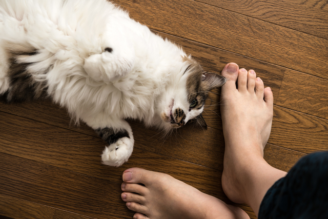 ゴロゴロ音を使って、飼い主さんにお願いをすることもあるようです。