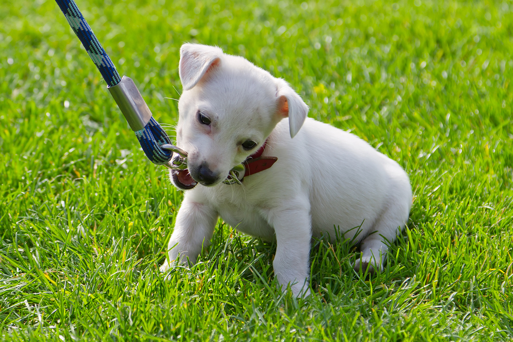 子犬の時からリードに慣らしておきましょう