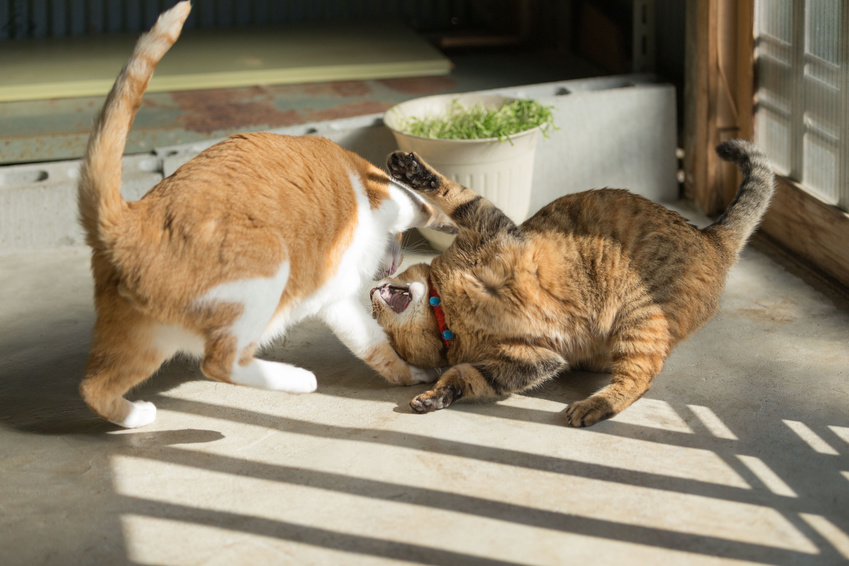 先住猫とのトラブルが起きないようしっかりポイントをおさえましょう。