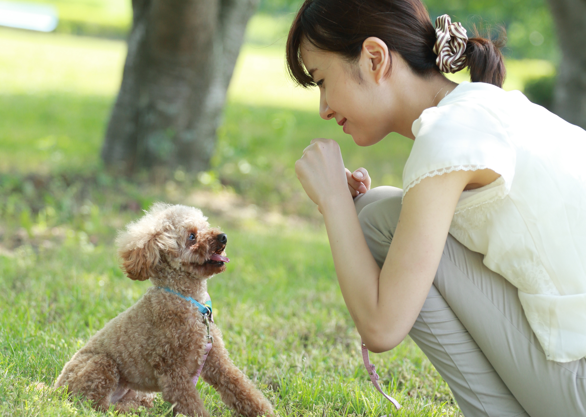 「お座り」や「待て」などの基本的なしつけも脳の刺激になります。