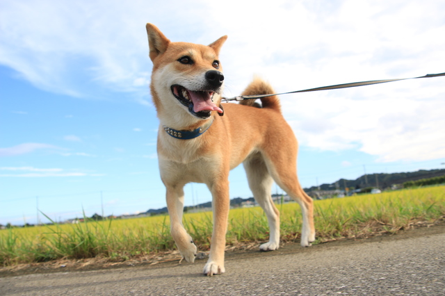 犬の爪は、外で遊んだり散歩をしているうちに徐々に削れてきます。