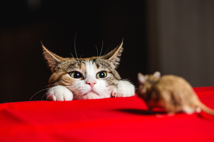 どんなに可愛い猫でも狩猟本能をくすぐられてしまう瞬間があるようです。