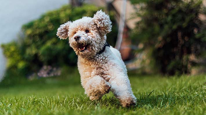 愛犬の歩き方を要チェック！小型犬に多い膝蓋骨脱臼の症状～予防対策まで