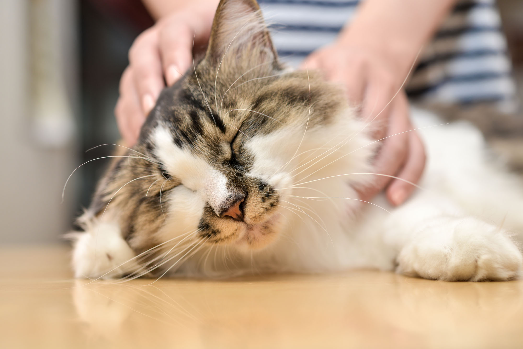 日々猫と触れ合っていると、ちょっとした変化も敏感に察知できるようになります。