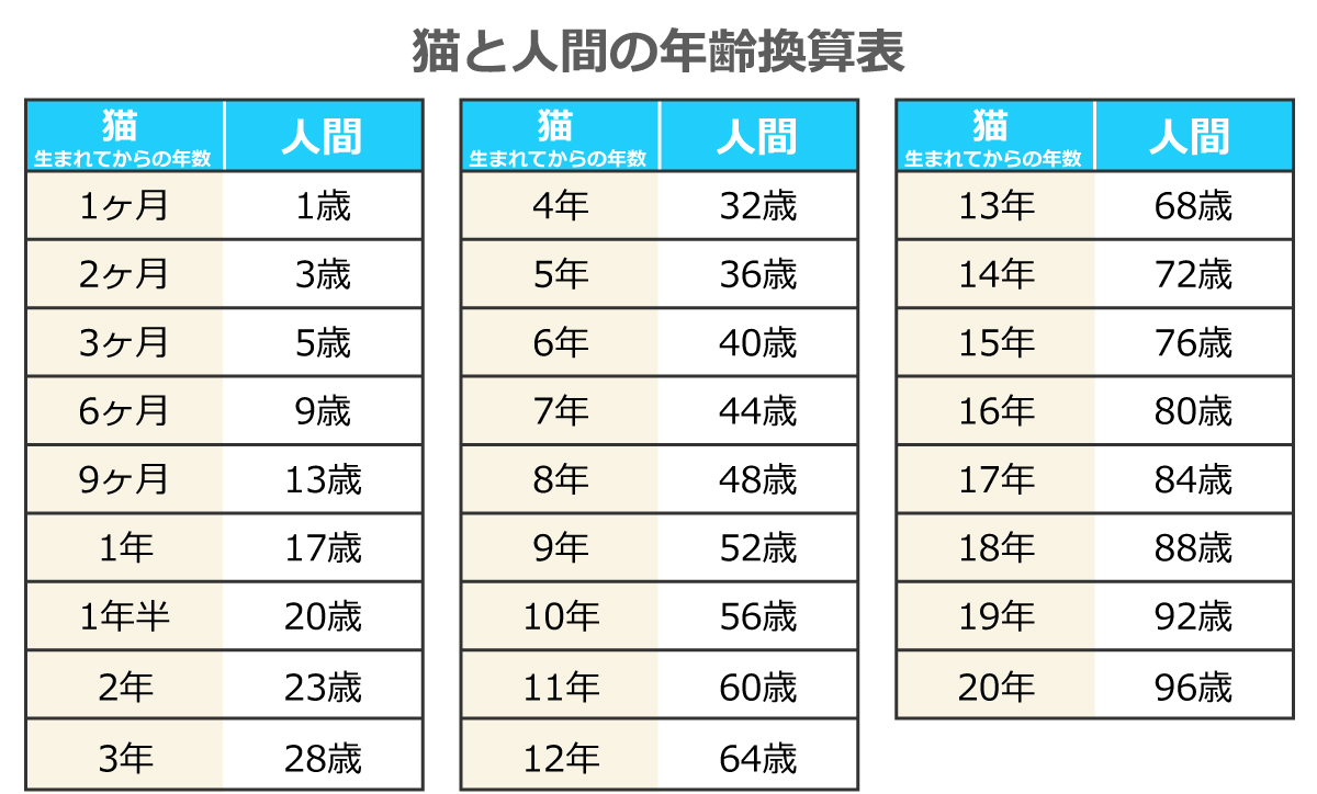 猫の1歳は人間にとっての何歳に当たるのでしょうか？