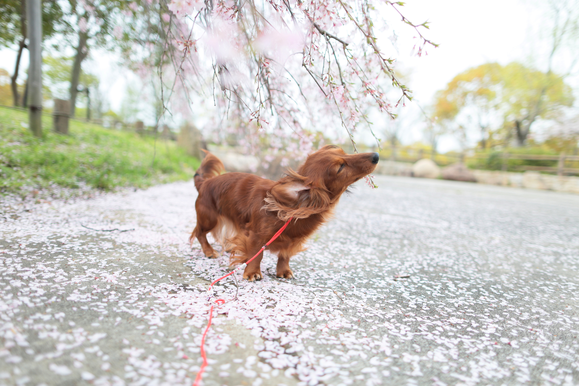 春は狂犬病予防接種の季節です。