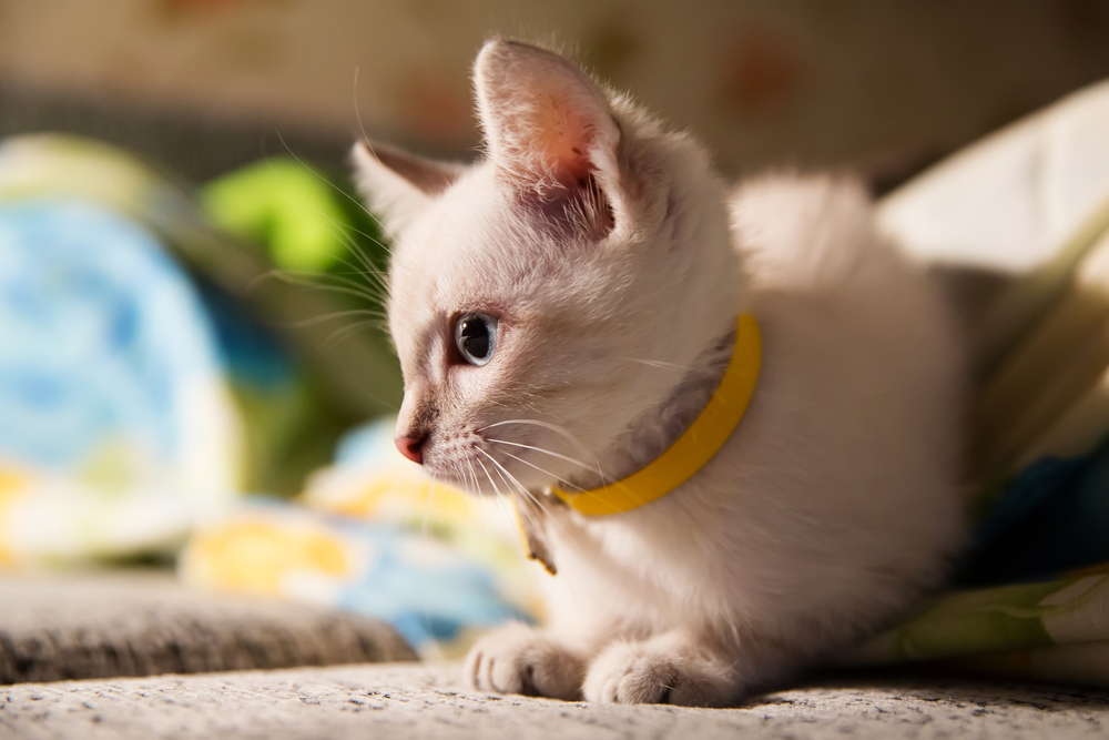 子猫の時から首輪に慣れさせておくとスムーズです。