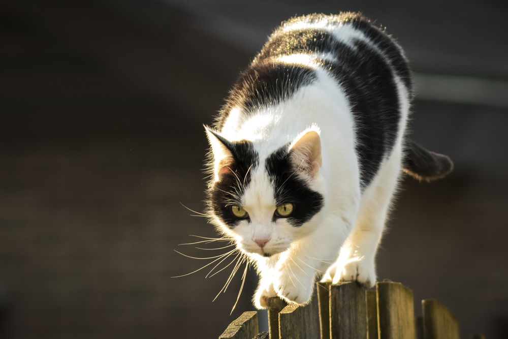 猫のバランス感覚の秘密はしっぽにあり。