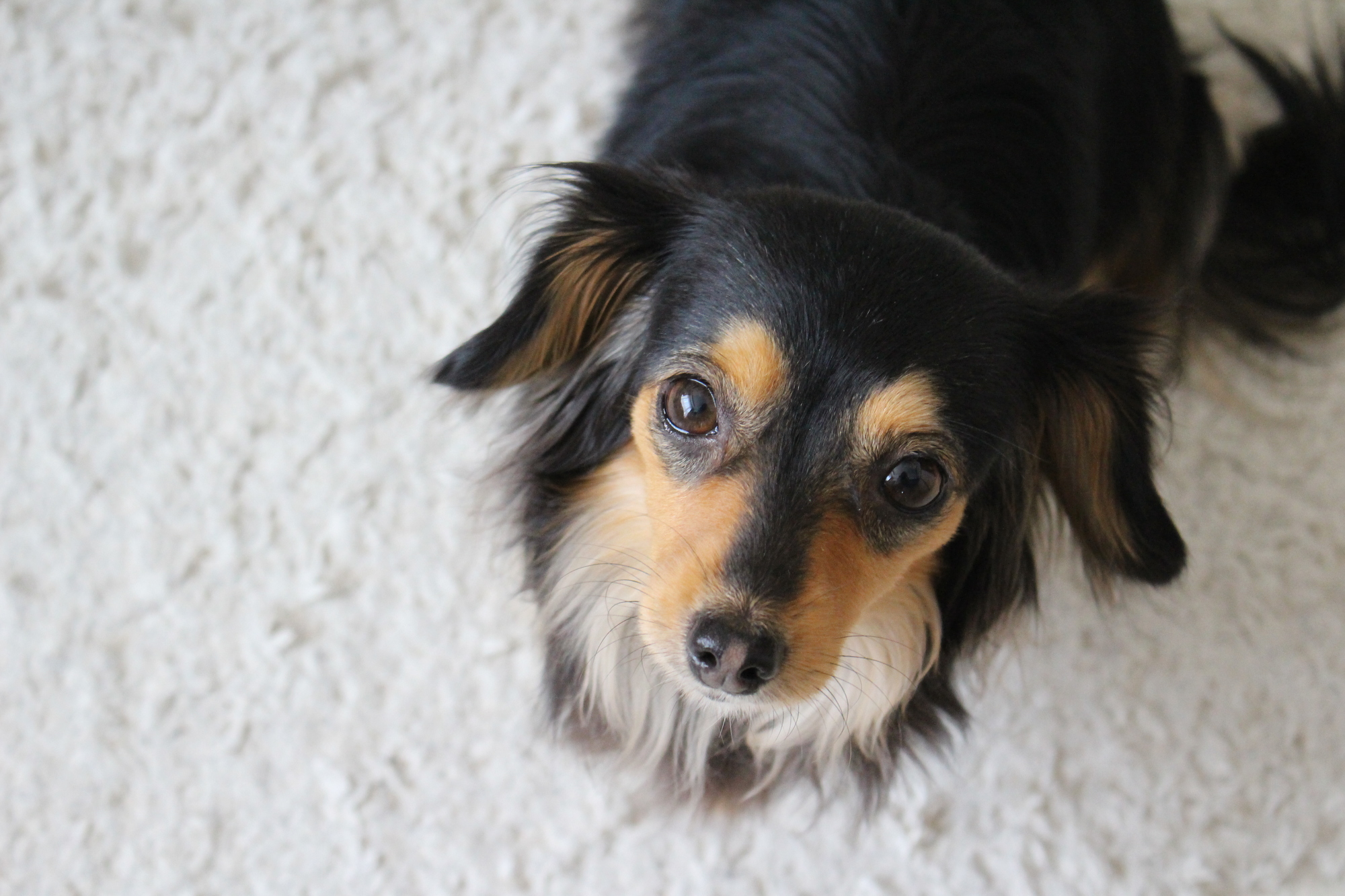 犬種の特性をそれぞれ受け継ぎ、顔立ちや毛色が異なる個性的な姿が魅力