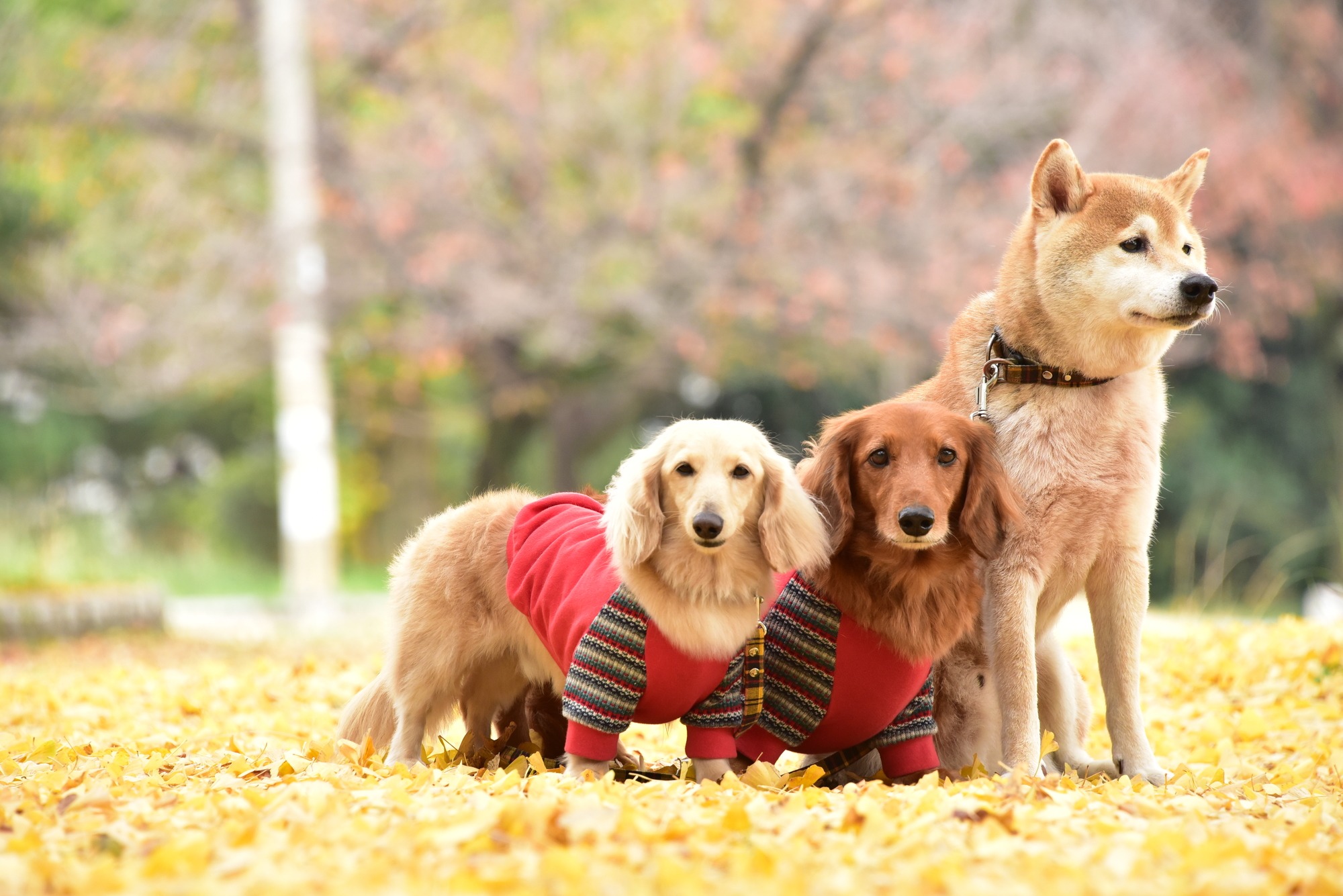 大型犬でも小型犬でも、「太りやすさ」自体に違いはありません。