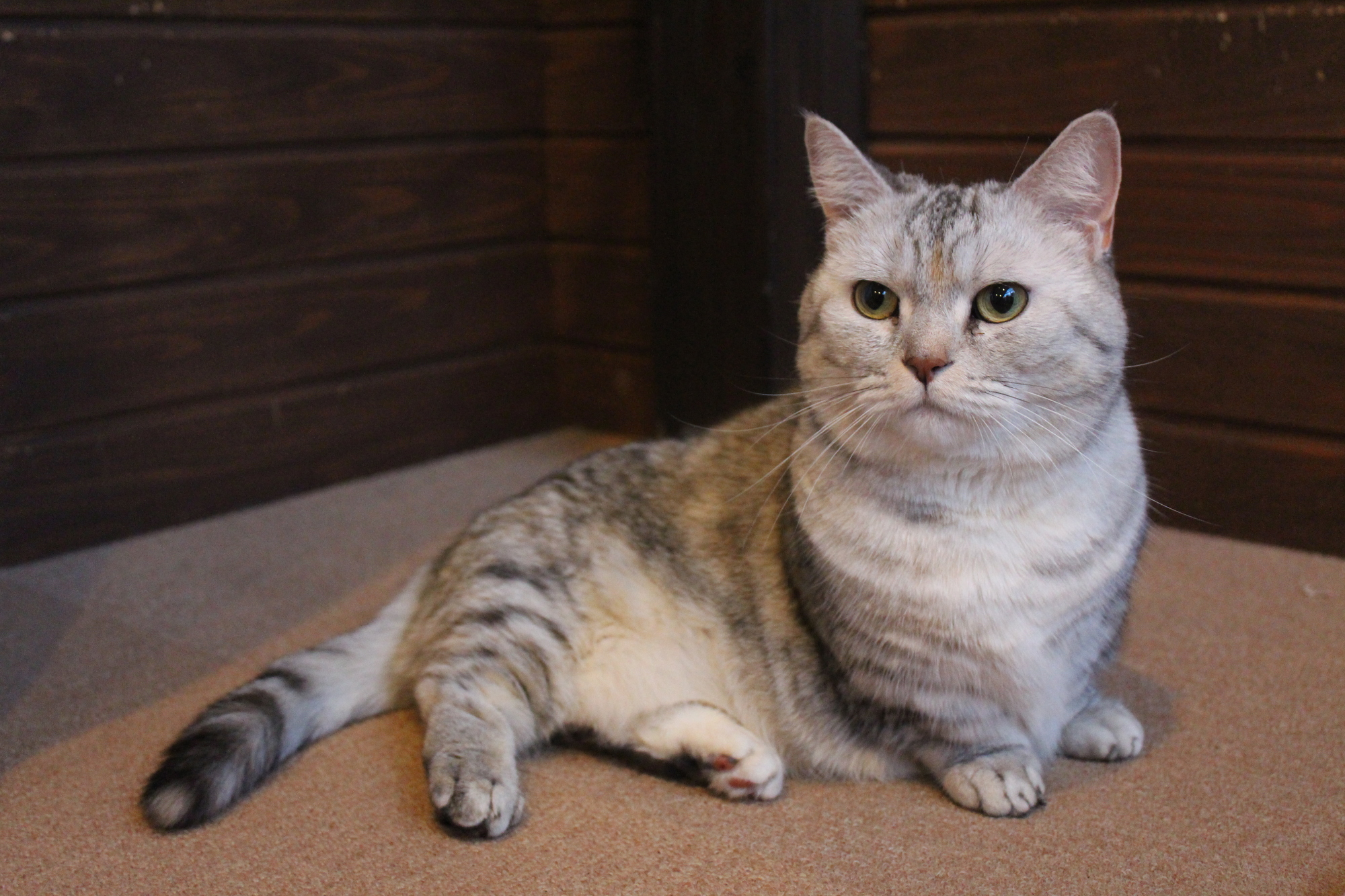 マンチカンは、アンバランスな短い足が特徴的です。