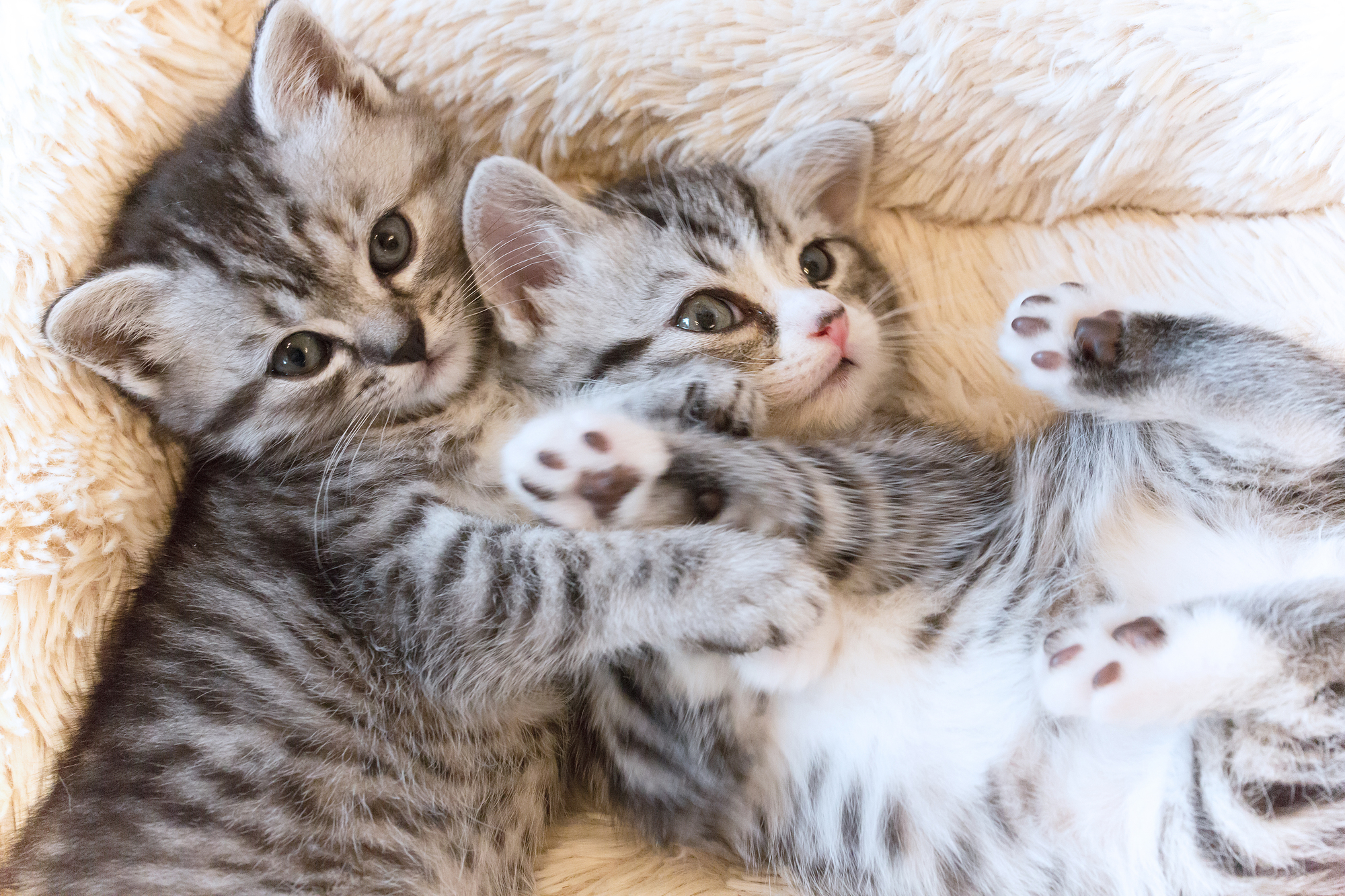 多頭飼育をしている場合は、感染予防が難しくなります。