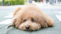 犬の肥満原因とダイエット法について、獣医さんに聞きました