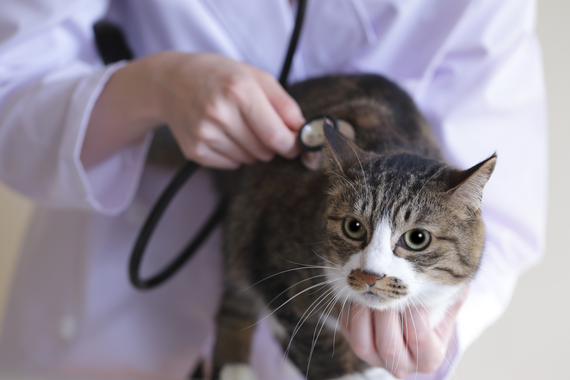 健康診断は定期的に行い、悪いところがないか診てもらいましょう。