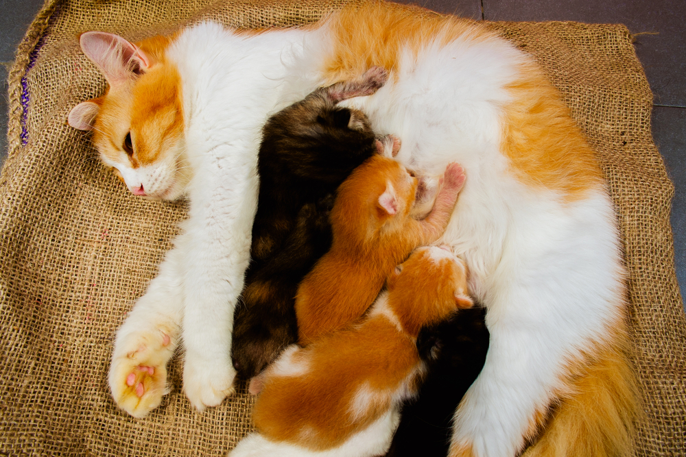 父親の違う子猫を妊娠・出産するケースもあります。