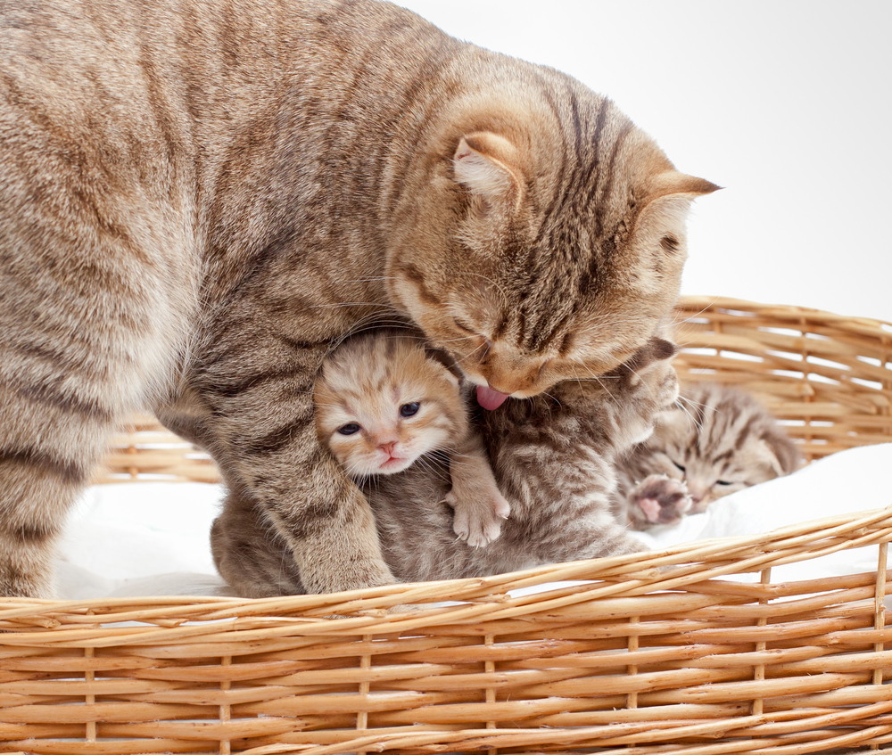 何かトラブルがあったら、飼い主さんがお手伝いしてあげましょう。