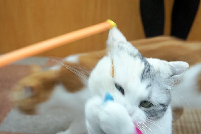 img_catcafe-cat_017