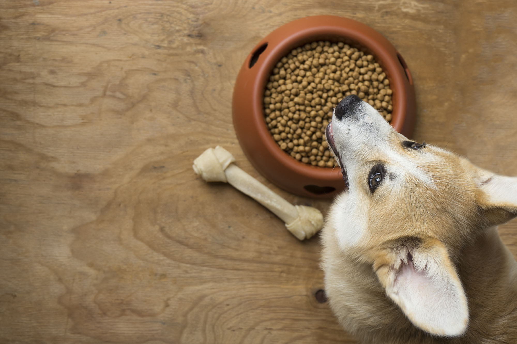 興奮状態のまま食べ始めないよう、一度落ち着かせてから食事を与えましょう。