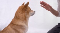 大切な愛犬のしつけ。トイレ、散歩などのしつけを学ぼう。