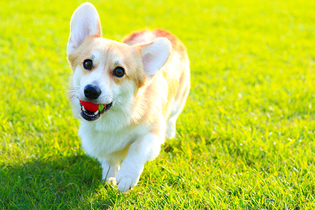 ダックスフンドやコーギーなど、胴長の犬種は椎間板ヘルニアになりやすいと言われています。