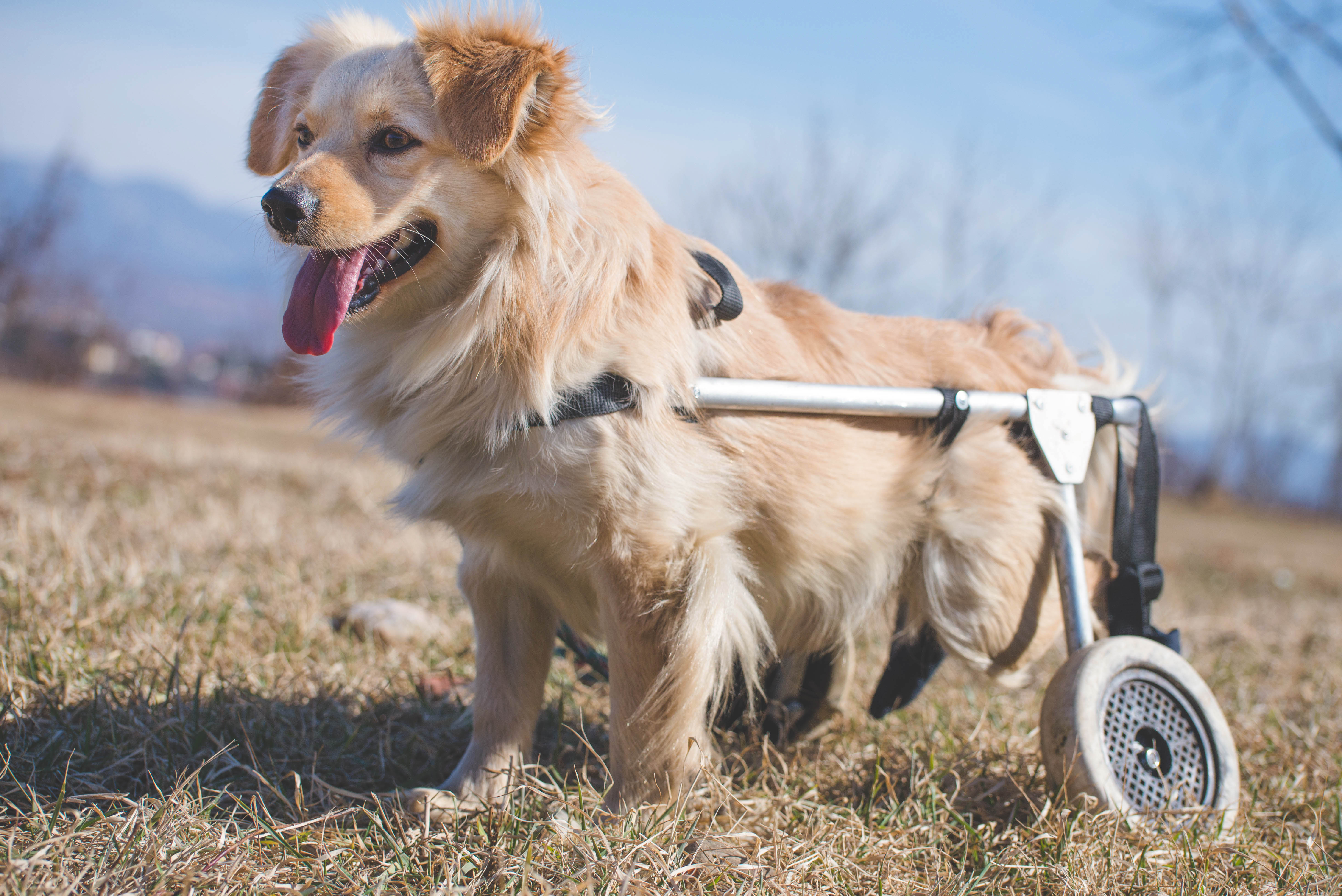 後脚が完全麻痺状態になったら、車椅子などを利用する場合もあります。