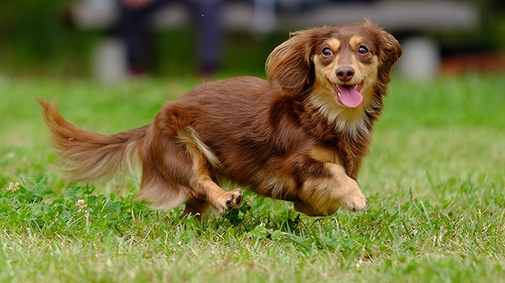 獣医さんに聞く！犬の椎間板ヘルニア　原因・予防法・治療法