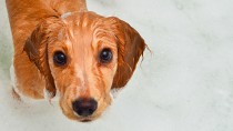 自宅でできる！愛犬のシャンプーとお風呂 頻度とコツ