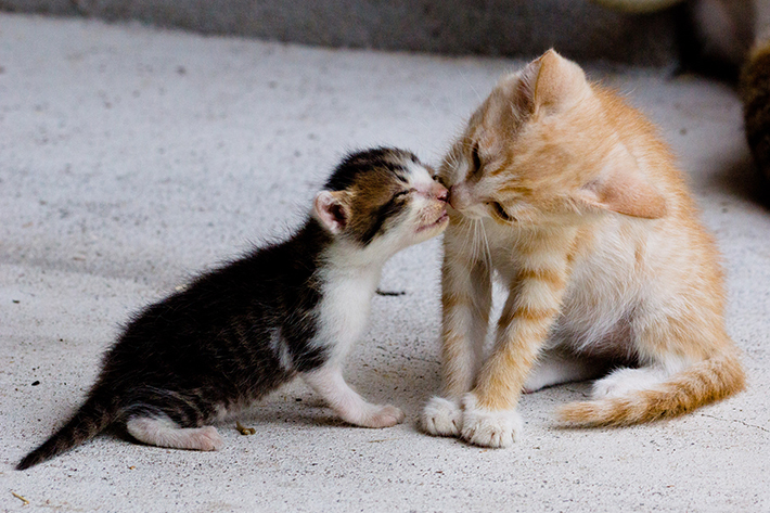 子猫のときに他猫と接触して感染することもあります。