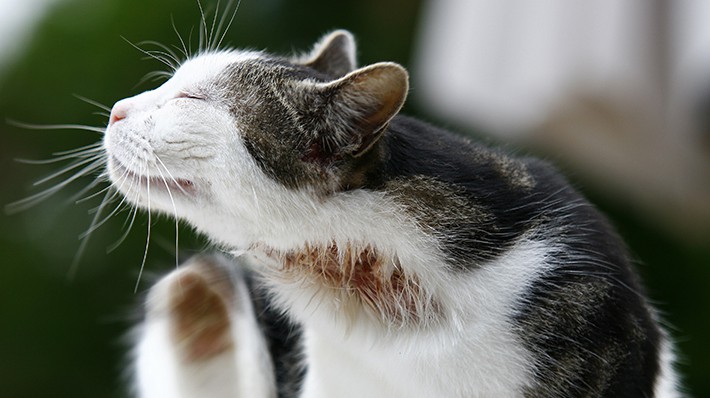 猫から人間に伝染する病気　獣医さんに聞きました！