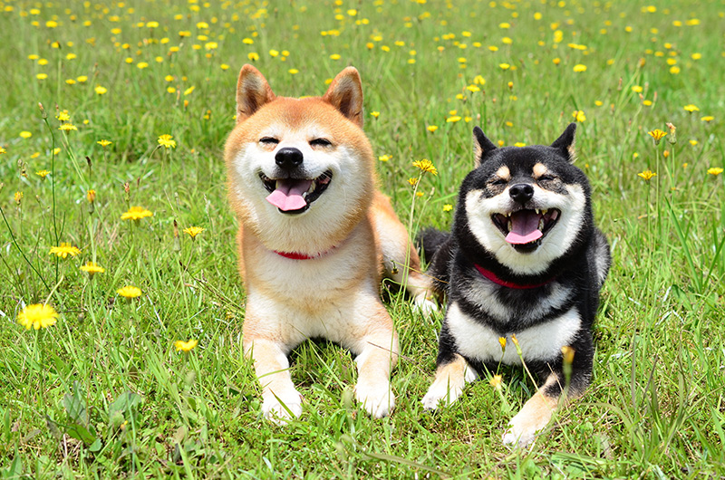 柴犬は飼い主さんのことだけが大好き♪