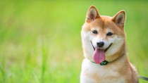 柴犬の種類や性格・特徴を教えて！綺麗好きな柴犬の飼育ポイント