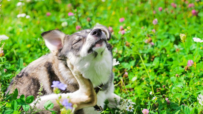 犬の膿皮症って？湿疹や痒がる原因と治療法を獣医師に聞きました