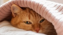 冬を元気に乗り切る！猫にとってベストな寒さ対策とは？