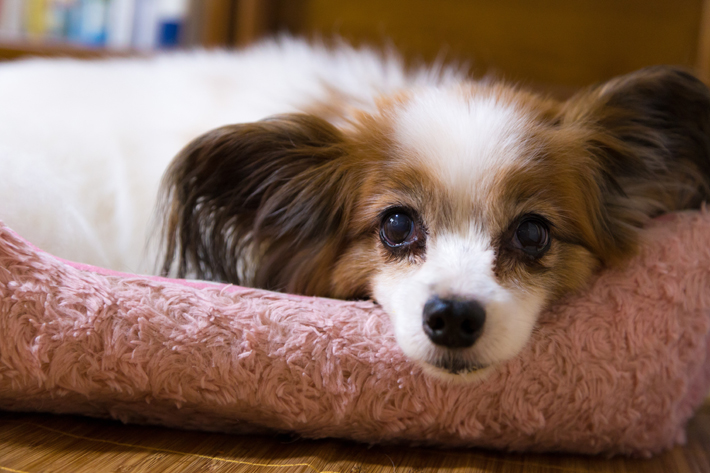 犬のしぐさや行動で暑がっていないか観察しましょう。