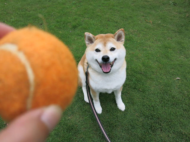 おもちゃがあるとしつけがうまくいきやすいですよ。