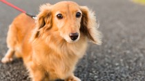 犬の散歩の必須アイテム！気になる散歩グッズの費用